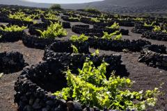 Viniculture-in-La-Geria-region